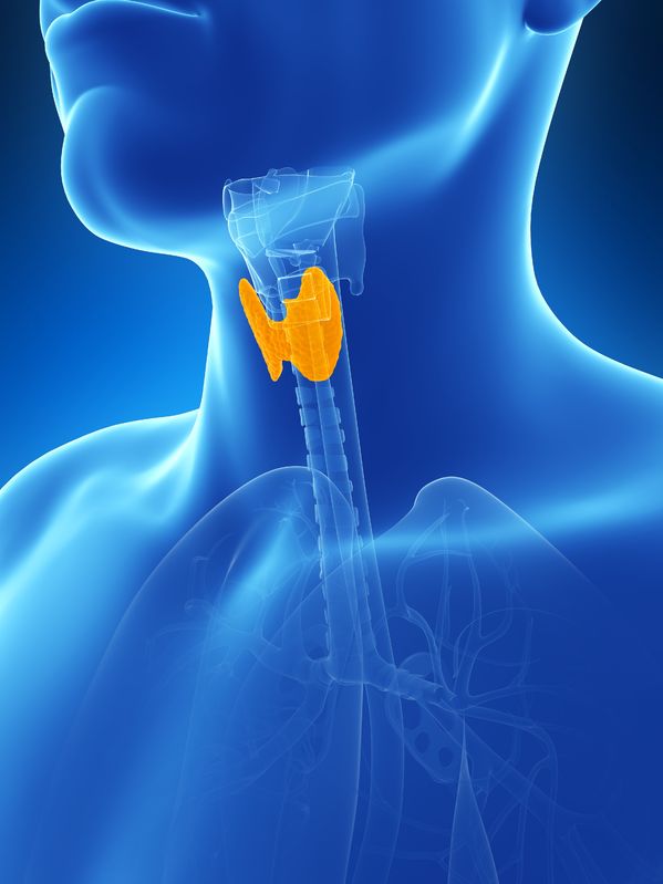 19040253 - 3d rendered illustration of the thyroid gland