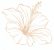 hibiscus 1